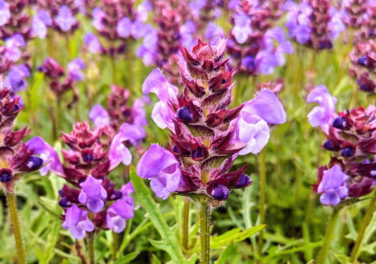 Prunella X Magdalena Prunella x magdalena